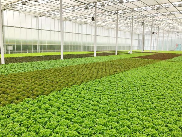 立體栽培與景觀