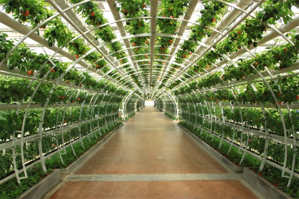 立體栽培與景觀