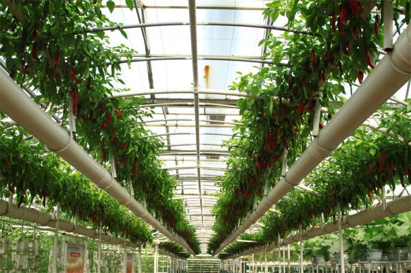 立體栽培與景觀