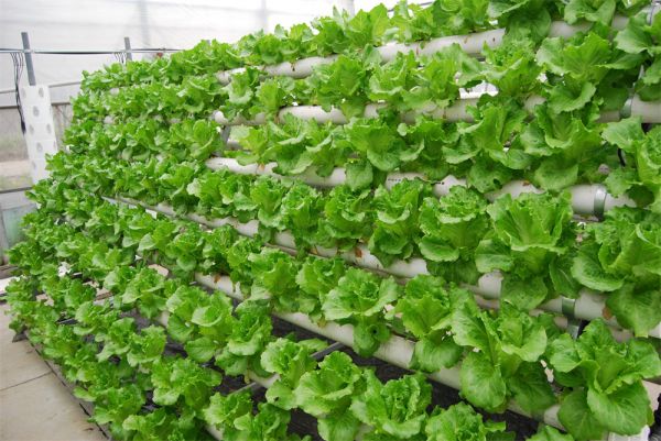 立體栽培與景觀