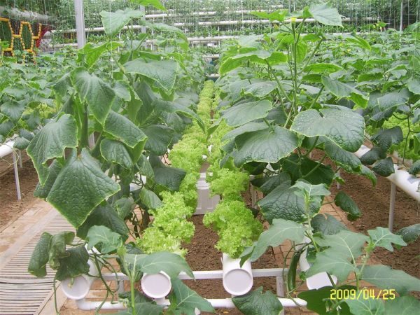 立體栽培與景觀