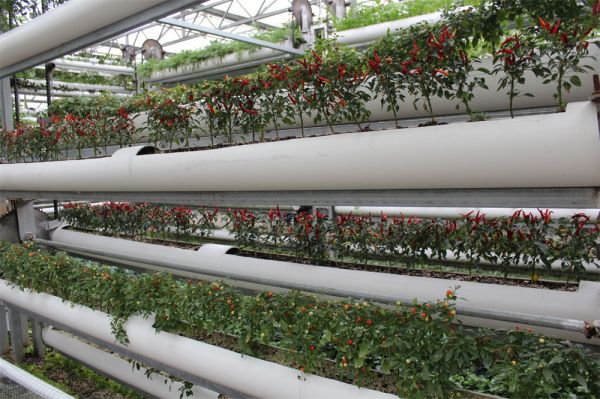 立體栽培與景觀