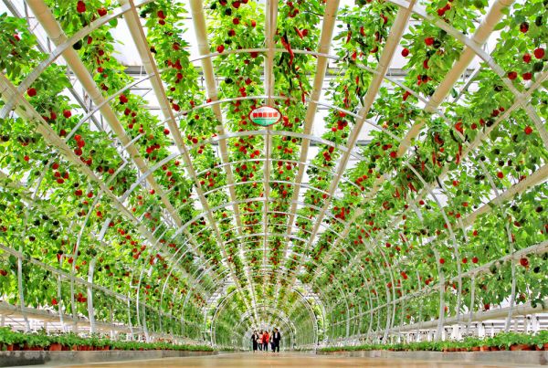 立體栽培與景觀